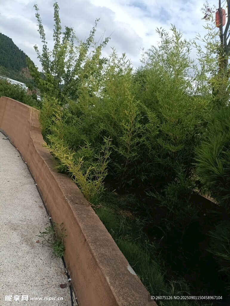 户外绿植环绕的小径