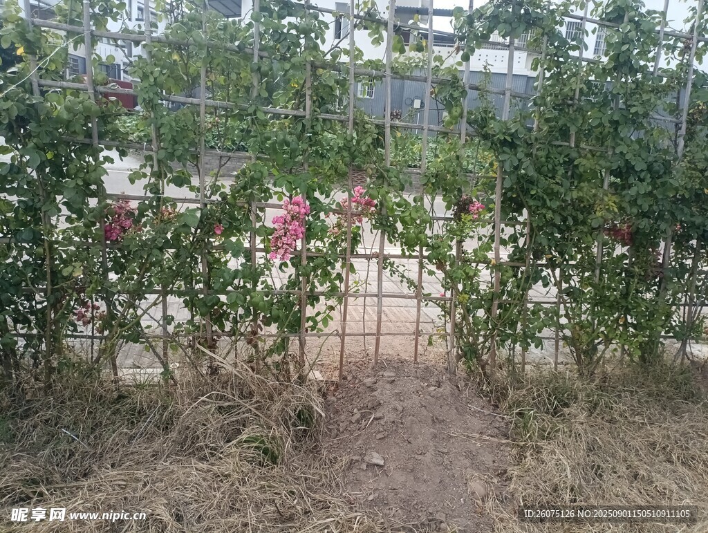 花园围栏与绿植景观一角