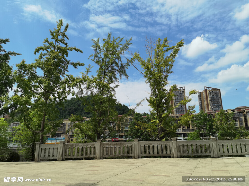 城市中的绿树与围栏风景
