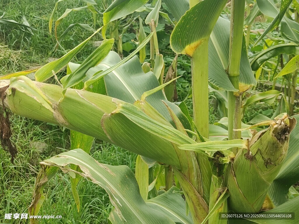 成熟玉米植株特写