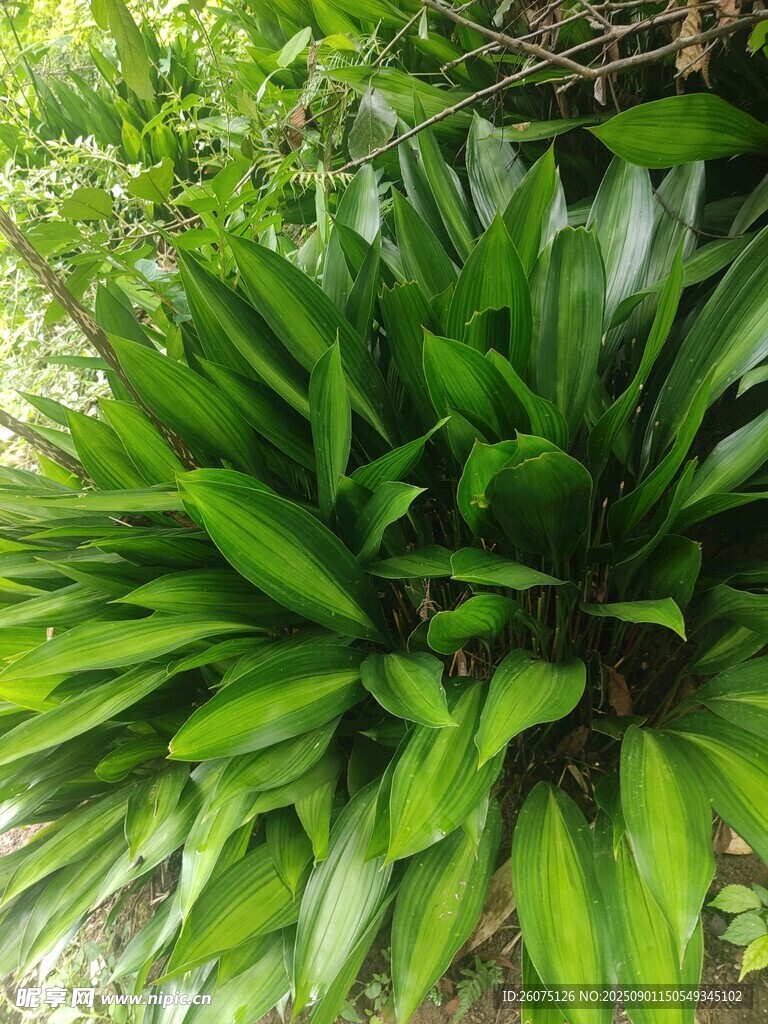 翠绿阔叶植物生机盎然