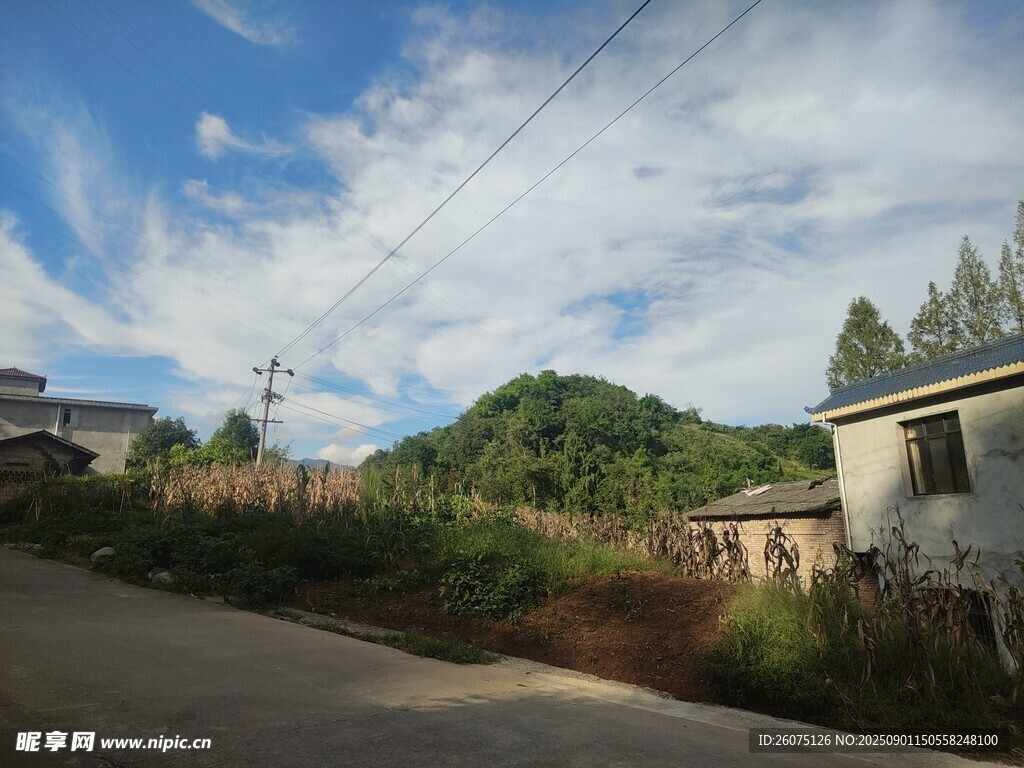 阳光下乡村小路旁的宁静景象