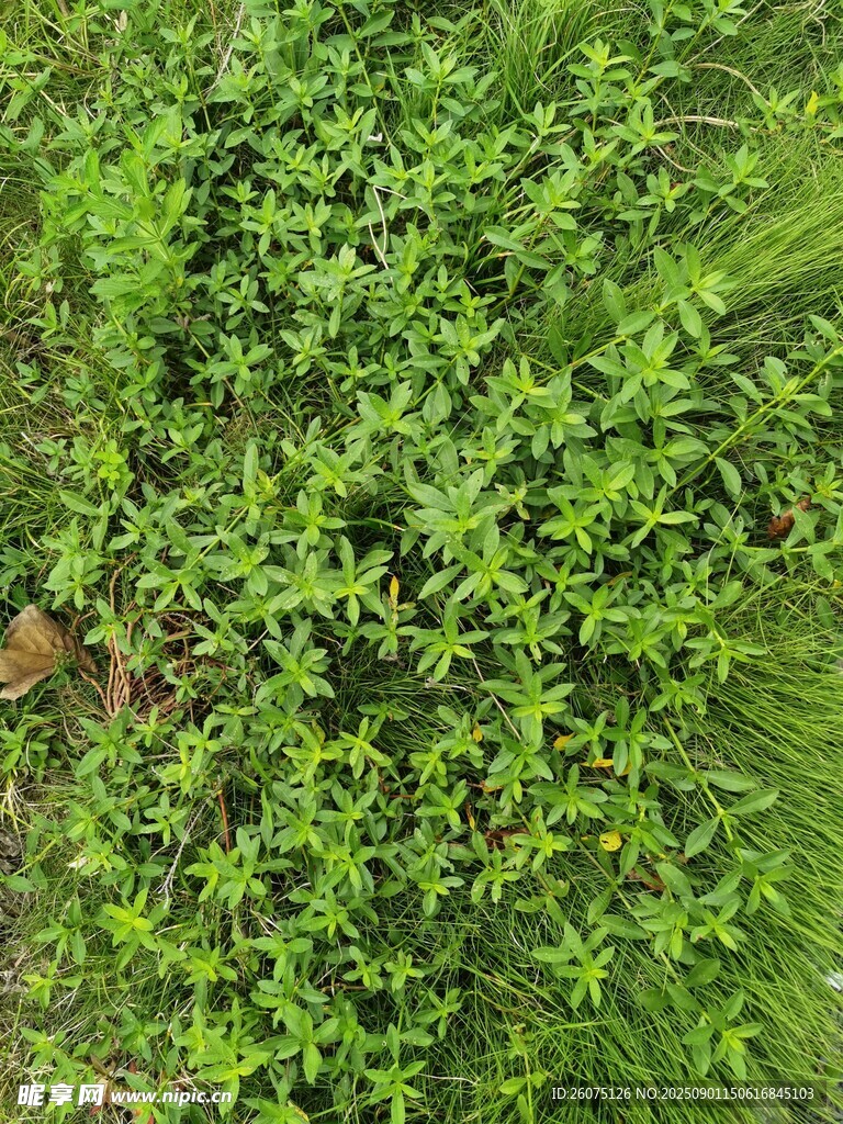 翠绿繁茂的水豇豆景观
