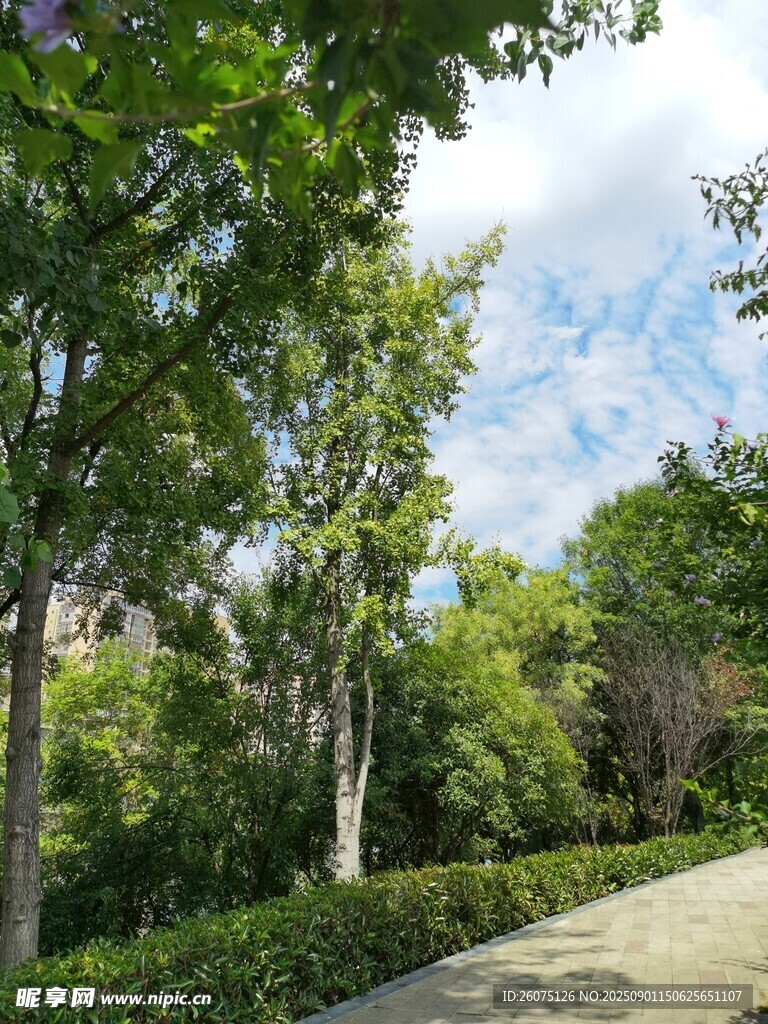 林荫小道旁的绿意景致