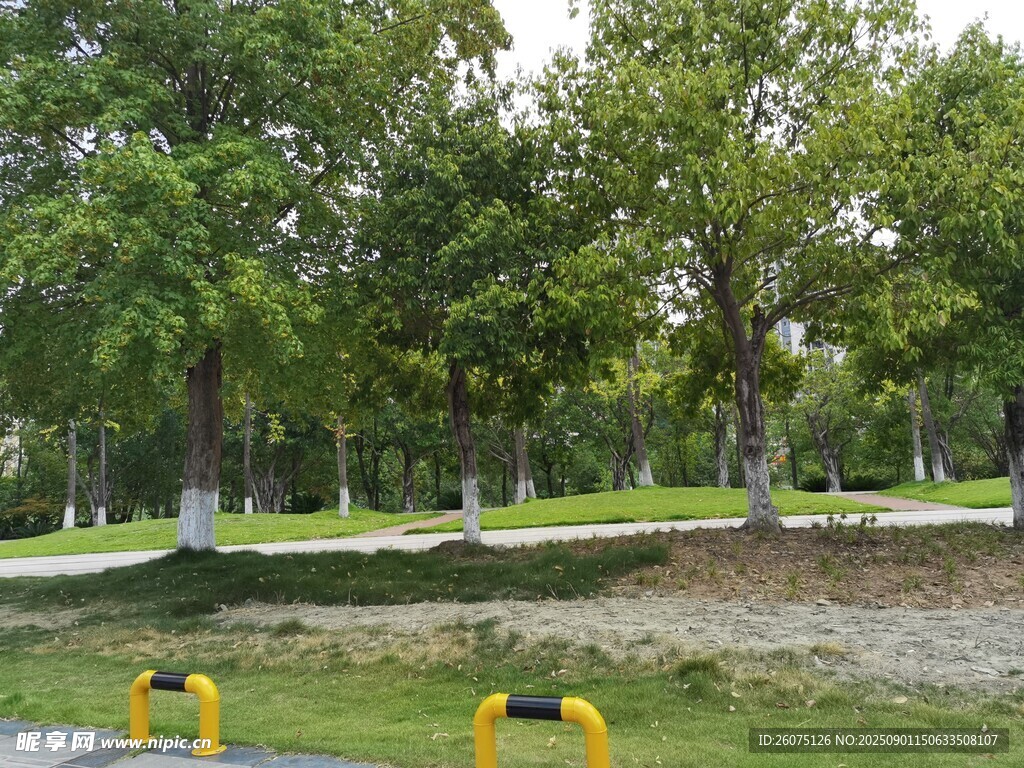 公园绿树草地景观