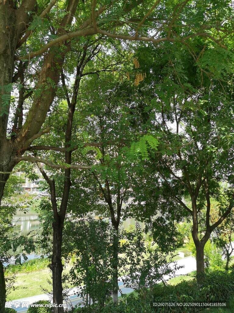林间葱郁树木景观