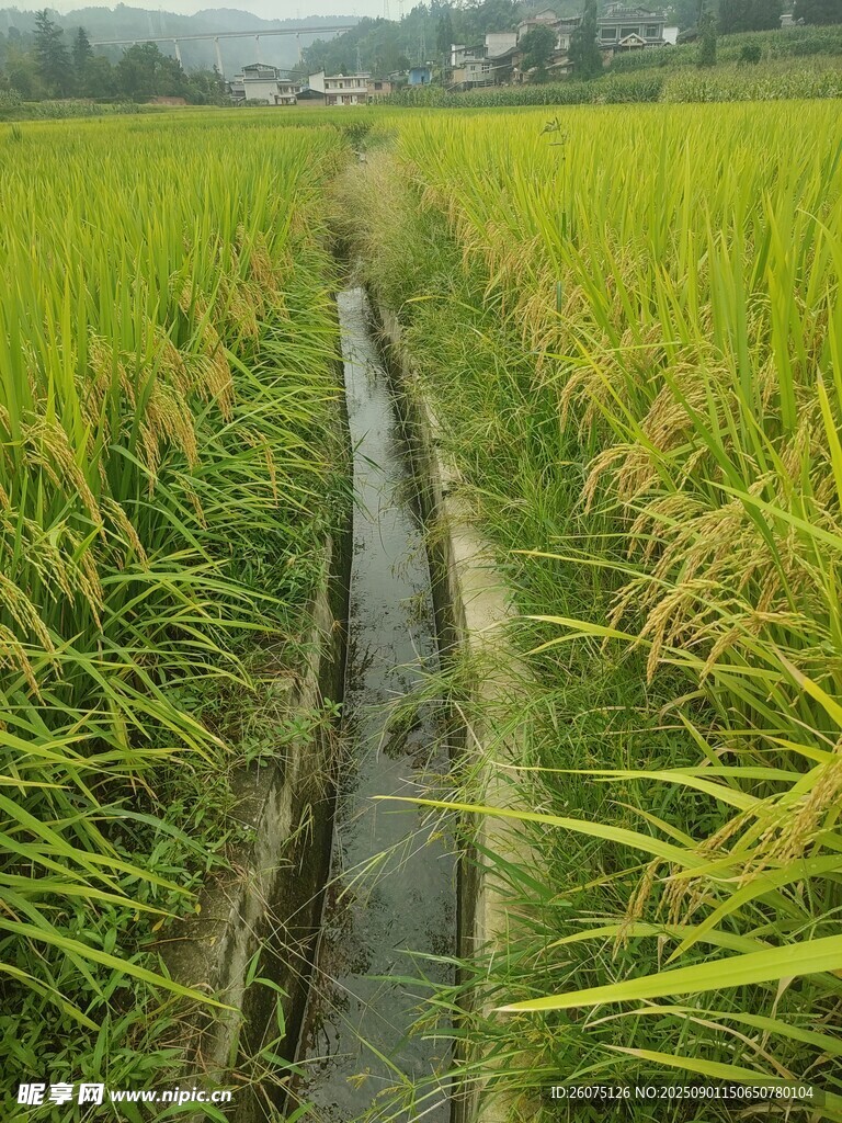 田间水渠绿意盎然的稻田