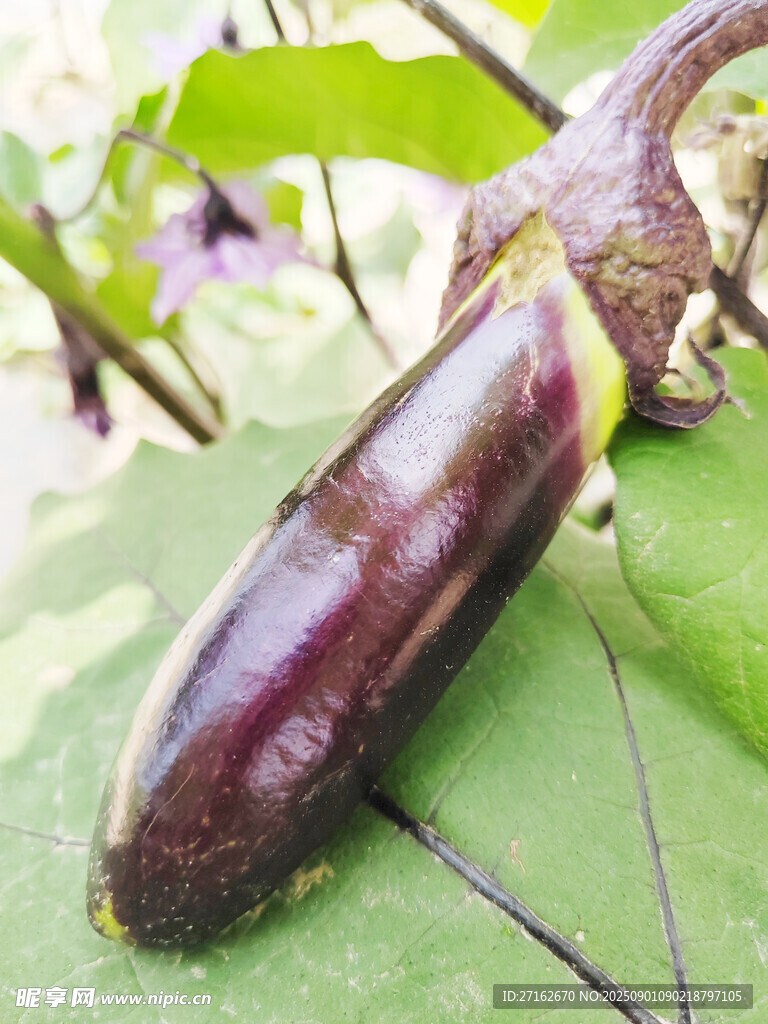 茄子