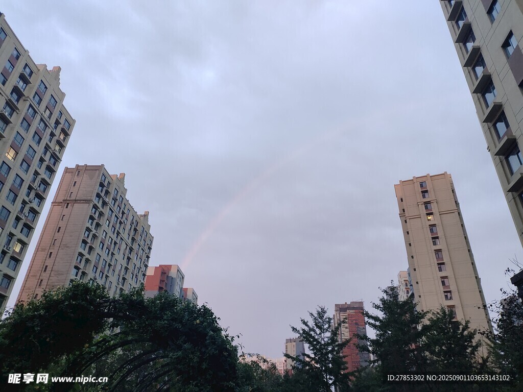 城市高楼间的绿树景观