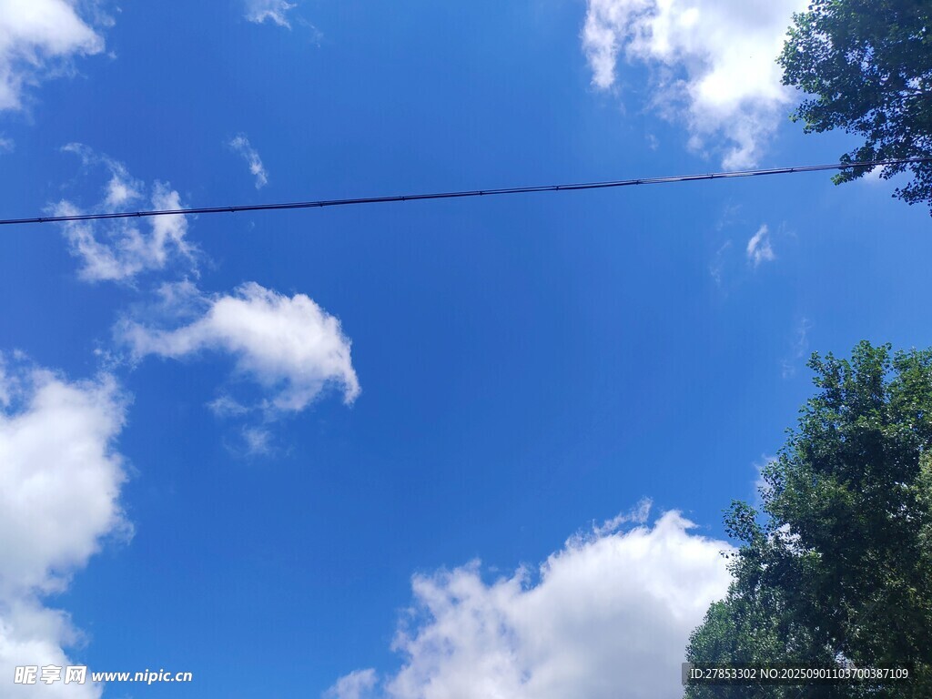 蓝天白云下的树梢风景
