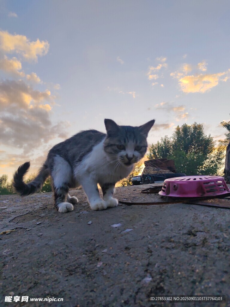 黄昏下的猫咪与紫色物体