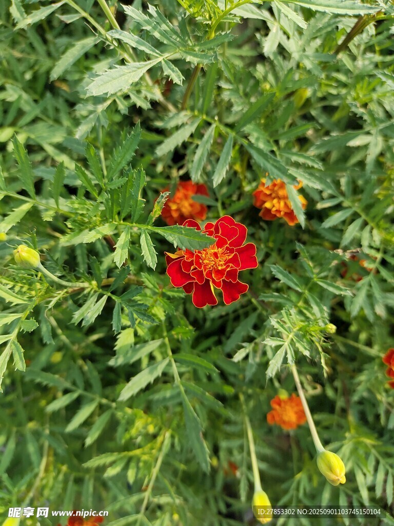 绿叶间绽放的艳丽红花
