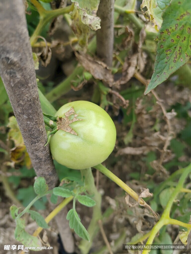 青番茄挂在枝干上