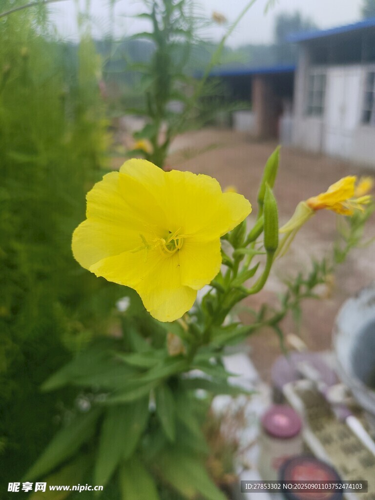 黄色绽放月见草花朵