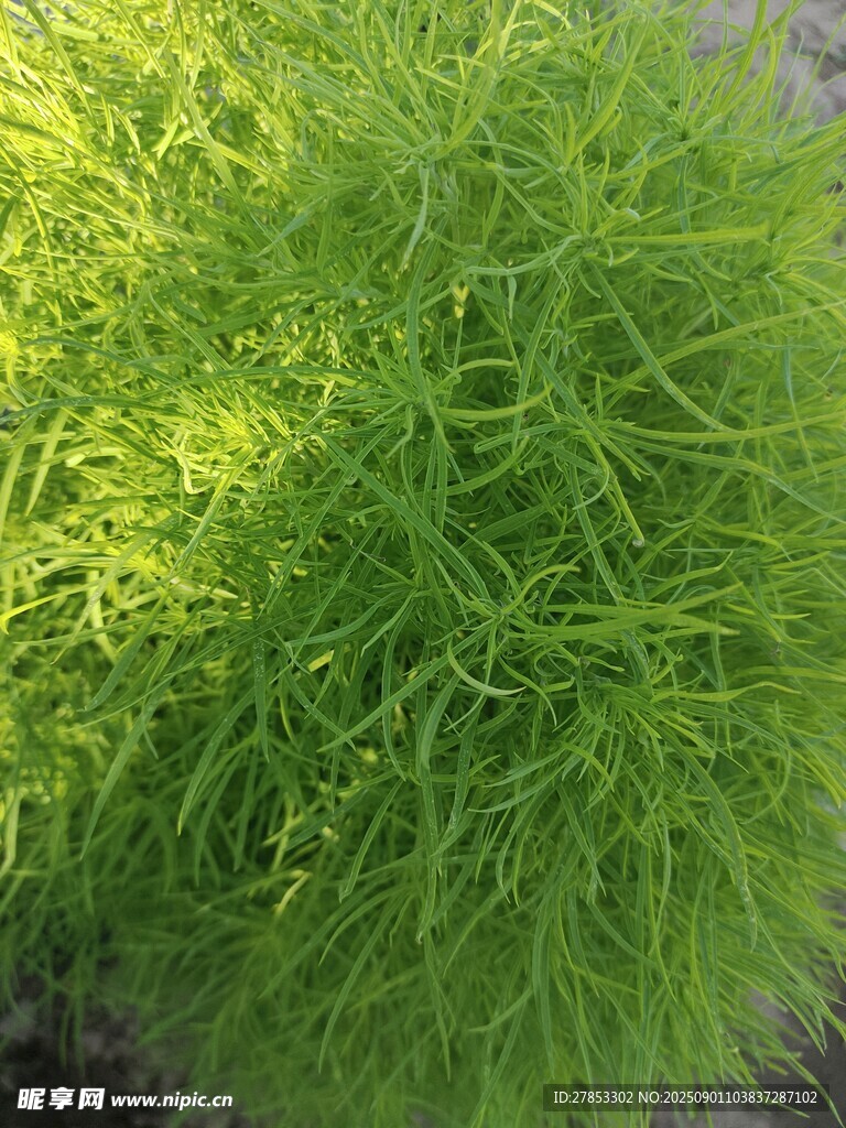 翠绿蓬松的植物景观