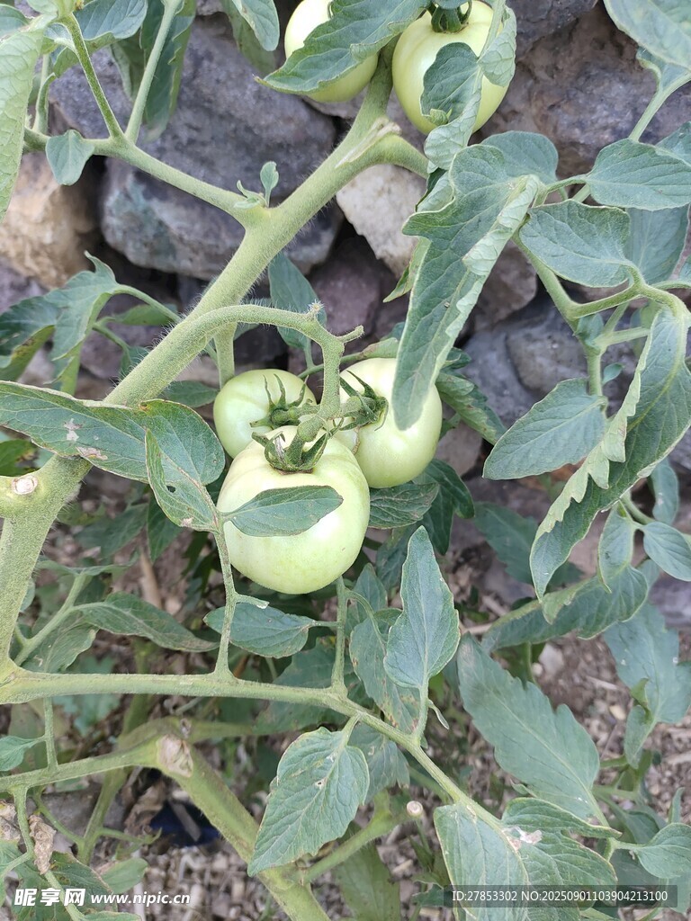青嫩番茄植株特写