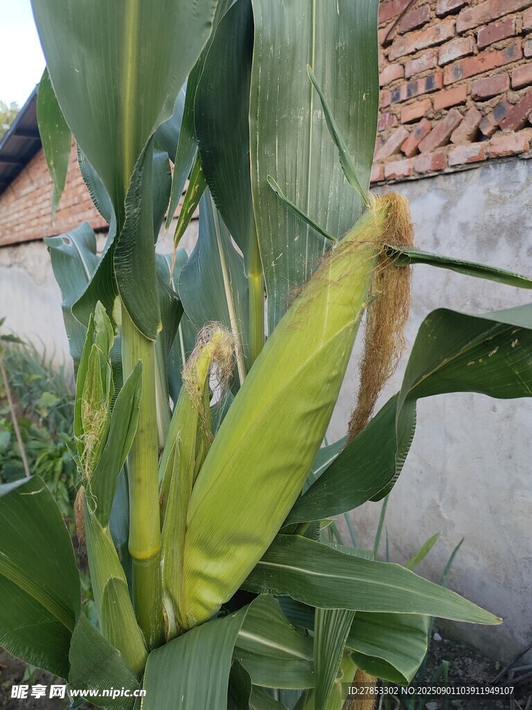 成熟玉米植株特写