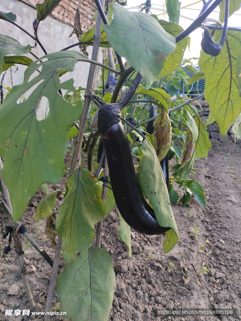 田间生长的紫茄子