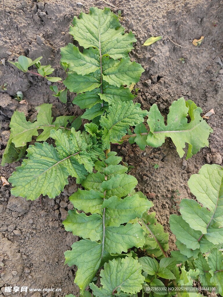 田间生长的绿色植物