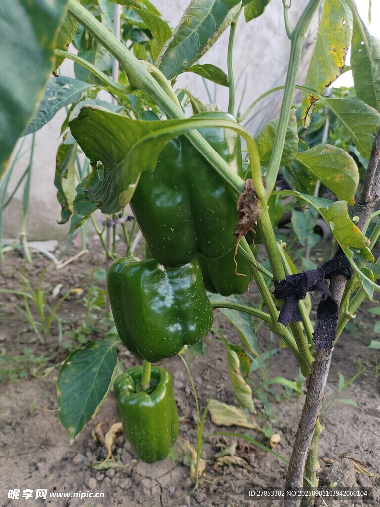 温室中的翠绿青椒植株