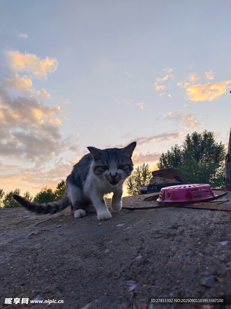 夕阳下的猫咪