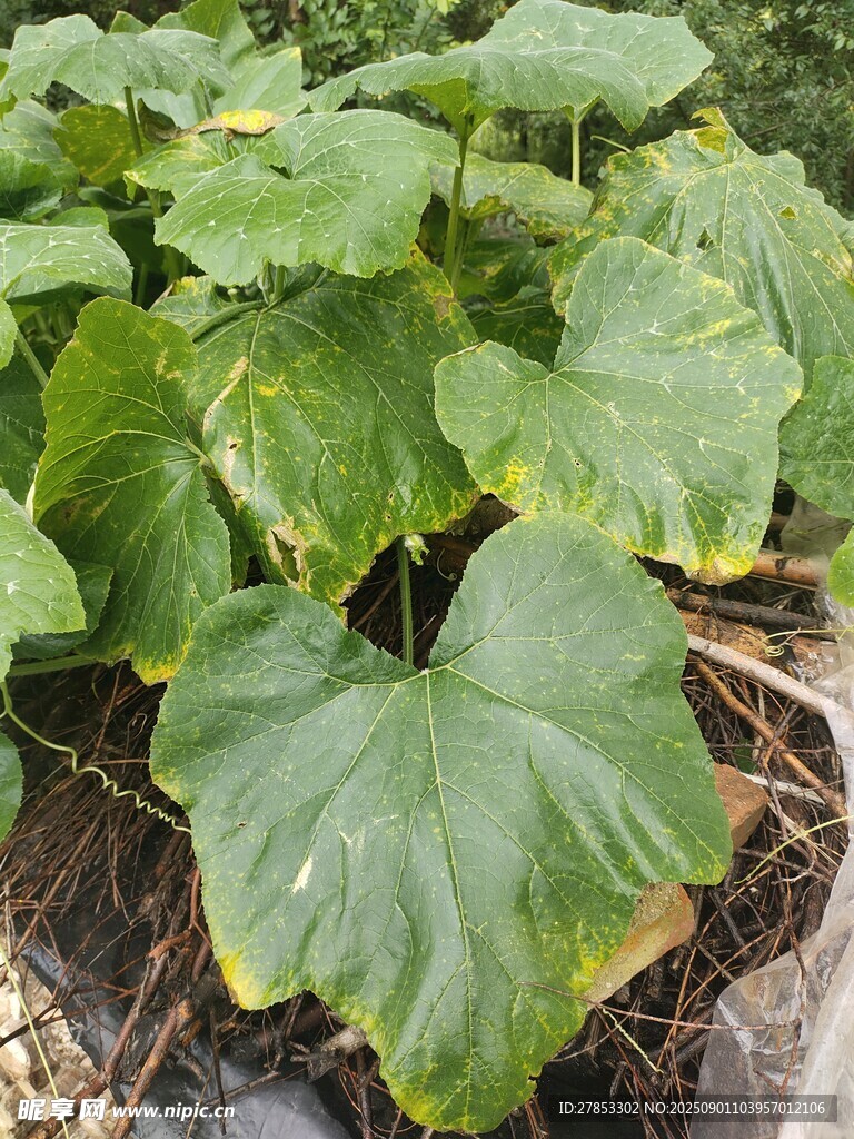 大叶片植物特写