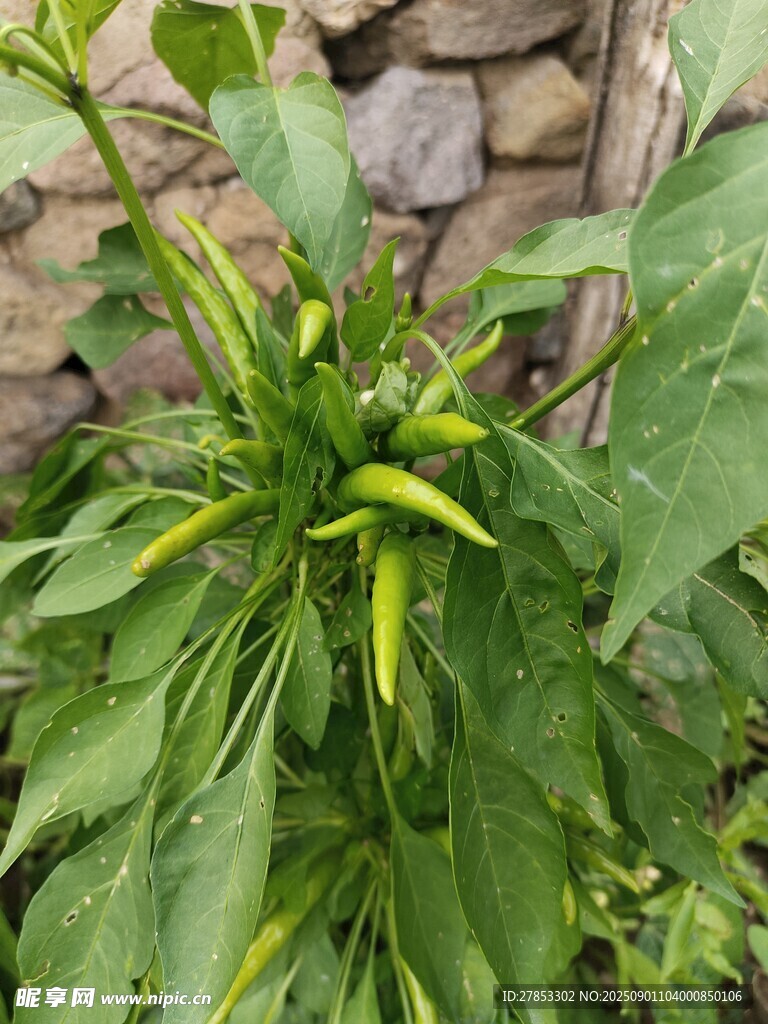 生长中的绿色辣椒植株