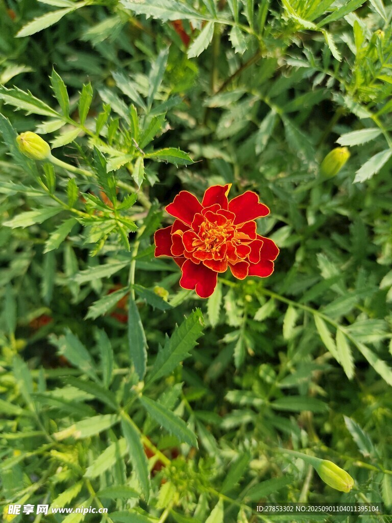 绿叶丛中一朵鲜艳红花朵