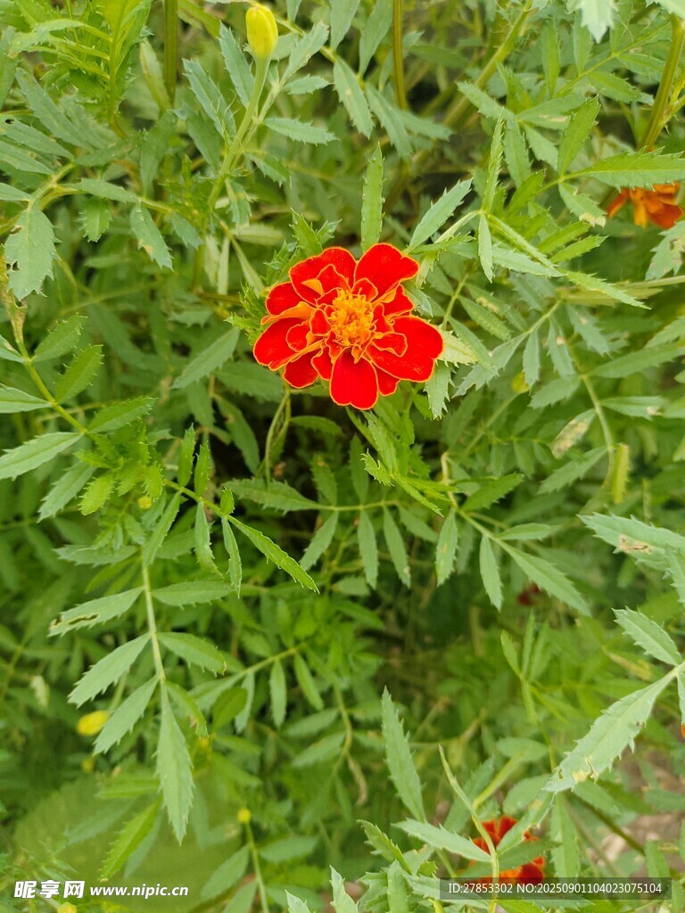 鲜艳红花朵于绿叶间绽放