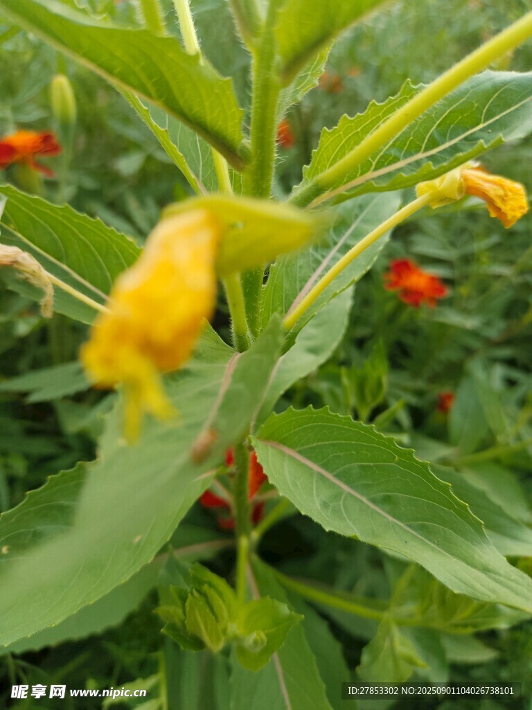黄色花朵与绿叶植物