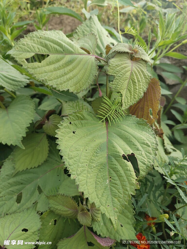 绿叶繁茂的紫苏植物