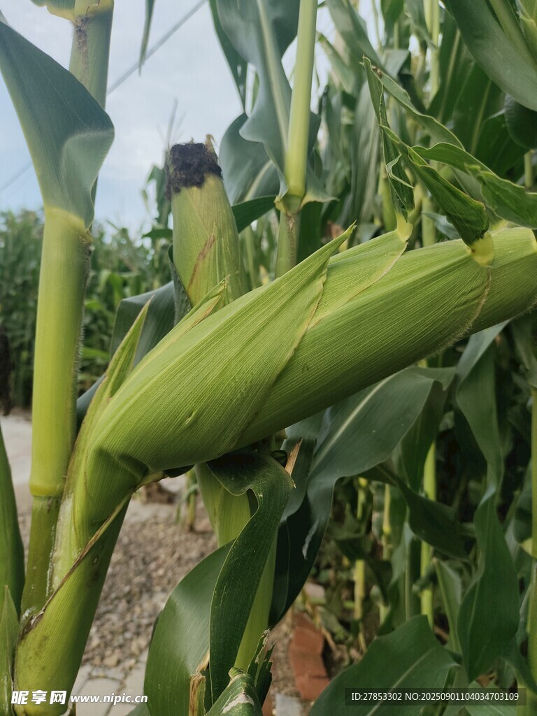 田间鲜嫩的玉米植株