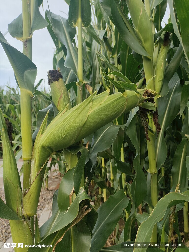 田间嫩绿的玉米植株