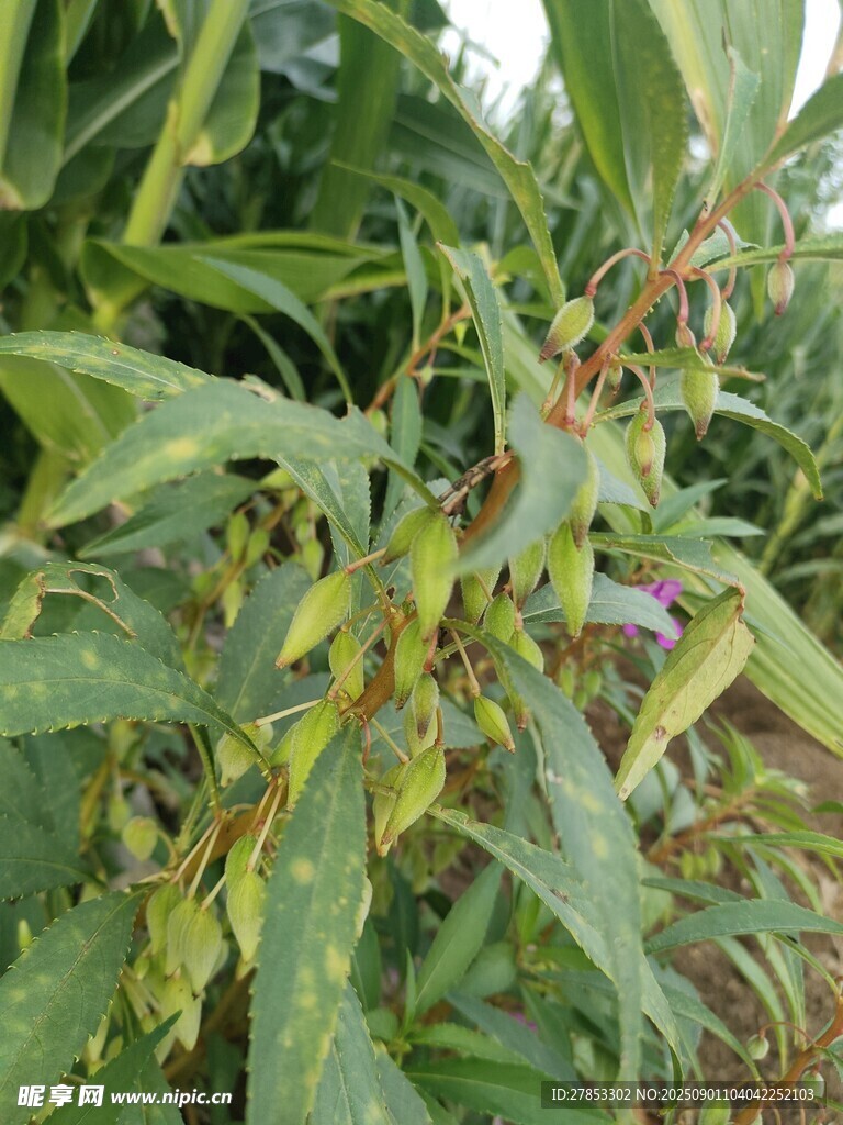 绿叶间的多彩植物细节