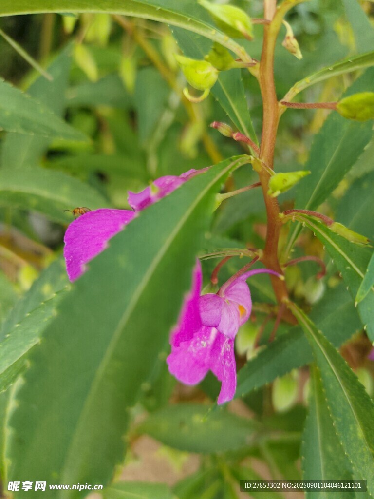 娇艳凤仙花绽放绿叶间