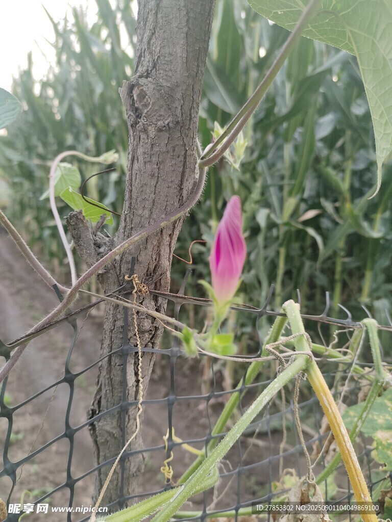 玉米地中的艳丽粉色花朵