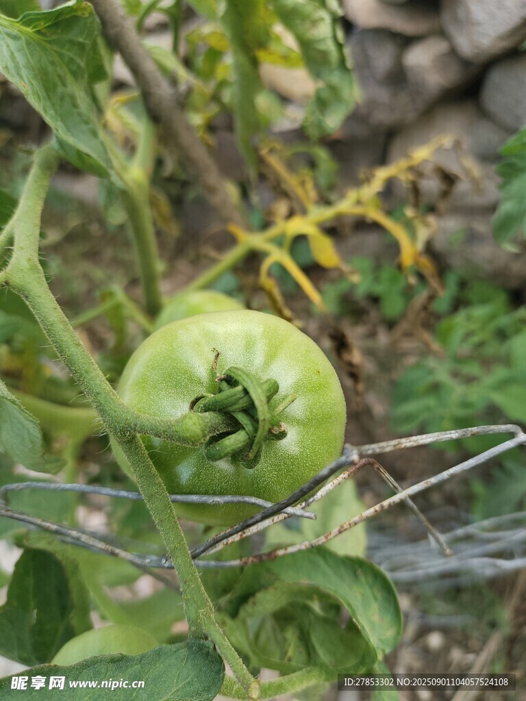 青苹果挂于枝叶间