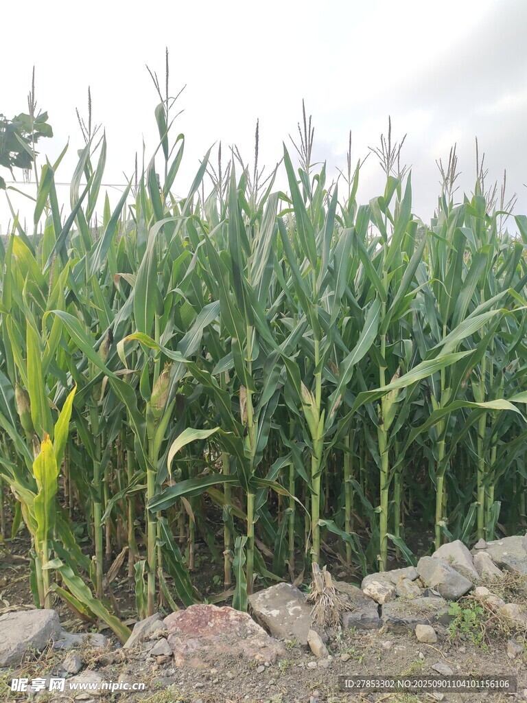 田间茂盛的玉米植株