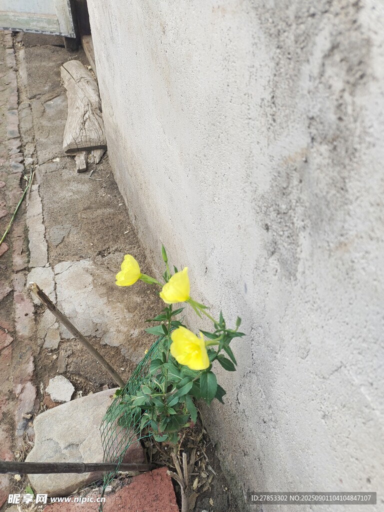 墙角绽放的黄色小花