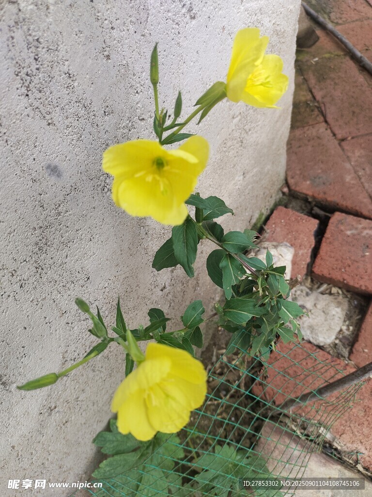 墙边绽放的黄色小花