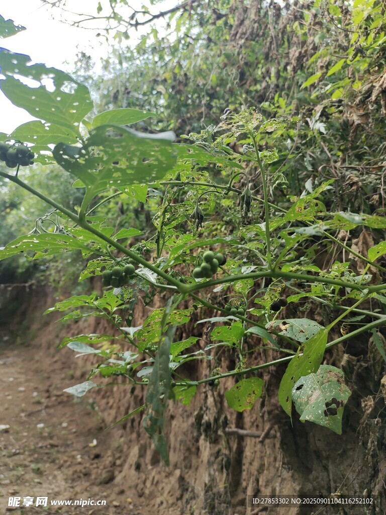 山坡上的繁茂绿植