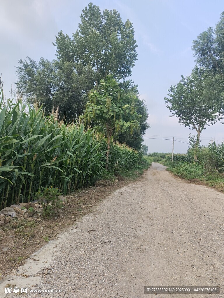 乡间土路旁的葱郁庄稼
