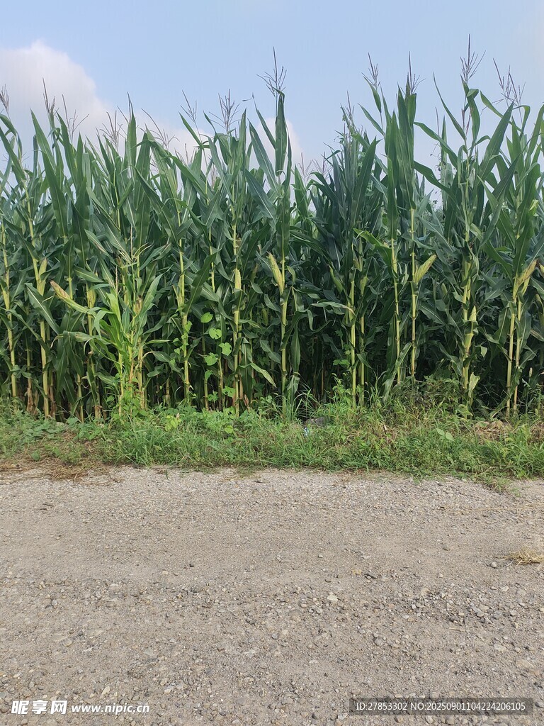路边茂盛的玉米植株