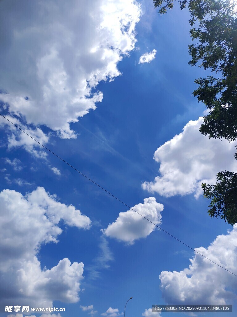 蓝天白云下的树梢美景