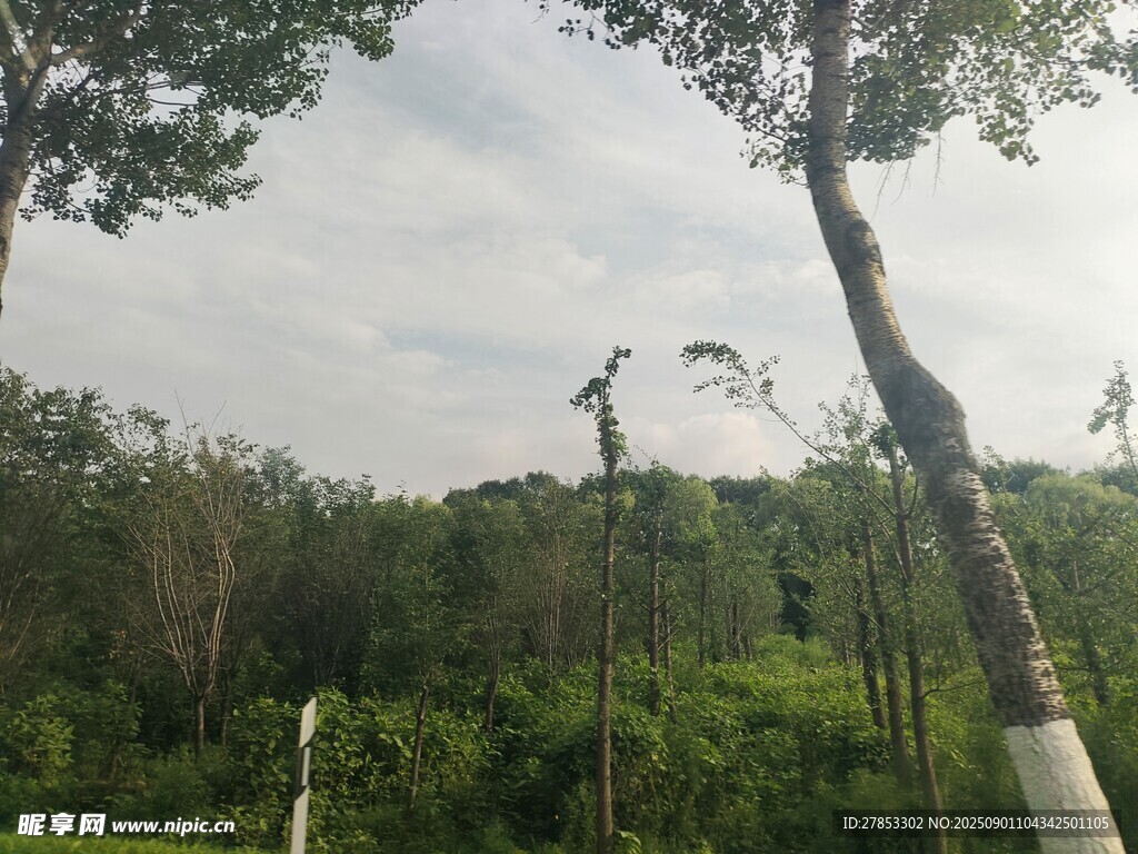 夏日林间风景
