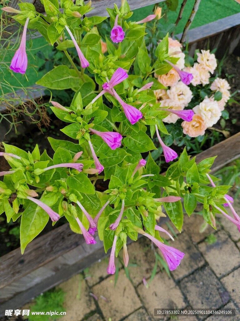 木架旁绽放的多彩花卉