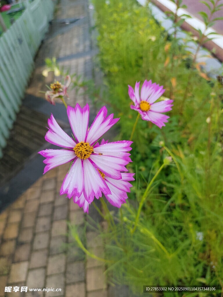 小径旁绽放的美丽格桑花