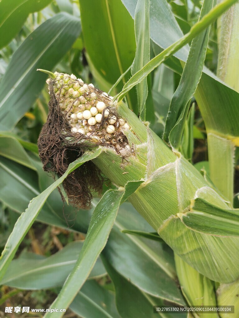 玉米棒上的虫害现象