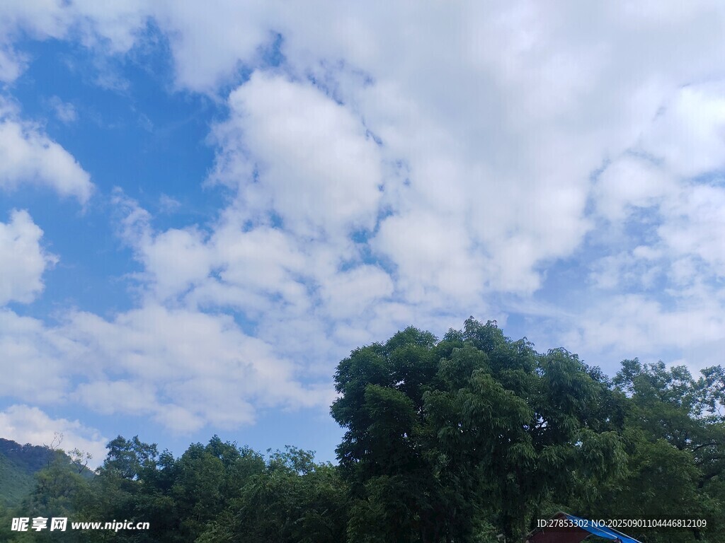 蓝天白云下的葱郁树林