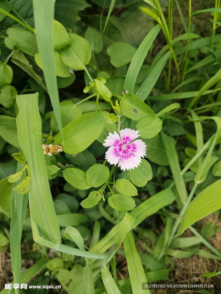 草丛中的粉色小花